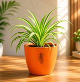 Spider Plant — Rahu's Cosmic Guardian स्पाइडर प्लांट (Chlorophytum comosum)