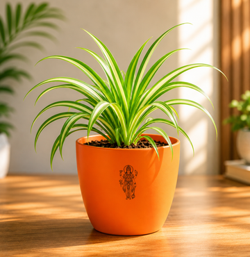 Spider Plant — Rahu's Cosmic Guardian स्पाइडर प्लांट (Chlorophytum comosum) - 3