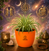 Spider Plant — Rahu's Cosmic Guardian स्पाइडर प्लांट (Chlorophytum comosum)