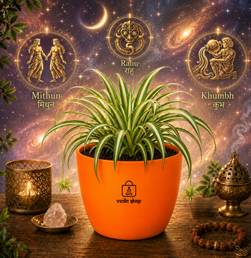 Spider Plant — Rahu's Cosmic Guardian स्पाइडर प्लांट (Chlorophytum comosum) - 4