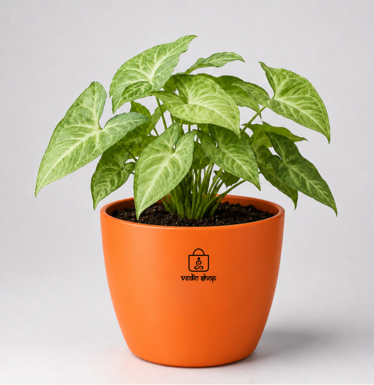 Syngonium — Lakshmi's Trailing Vine सिंगोनियम (Syngonium podophyllum)