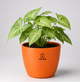 Syngonium — Lakshmi's Trailing Vine सिंगोनियम (Syngonium podophyllum)