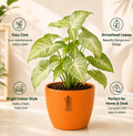 Syngonium — Lakshmi's Trailing Vine सिंगोनियम (Syngonium podophyllum)