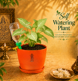 Syngonium — Lakshmi's Trailing Vine सिंगोनियम (Syngonium podophyllum)