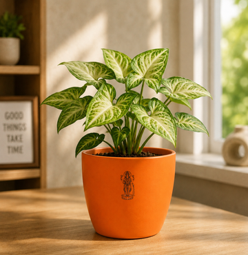 Syngonium — Lakshmi's Trailing Vine सिंगोनियम (Syngonium podophyllum) - 3