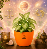 Syngonium — Lakshmi's Trailing Vine सिंगोनियम (Syngonium podophyllum)