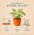 Syngonium — Lakshmi's Trailing Vine सिंगोनियम (Syngonium podophyllum)