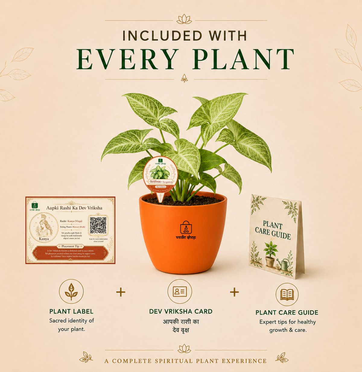 Syngonium — Lakshmi's Trailing Vine सिंगोनियम (Syngonium podophyllum)