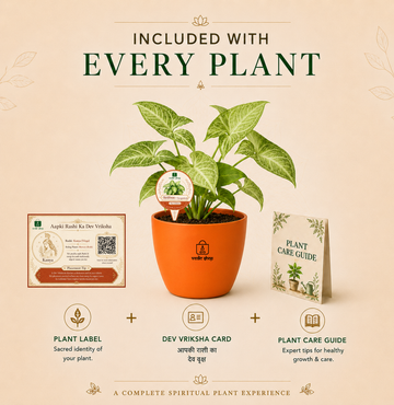 Syngonium — Lakshmi's Trailing Vine सिंगोनियम (Syngonium podophyllum) - 5