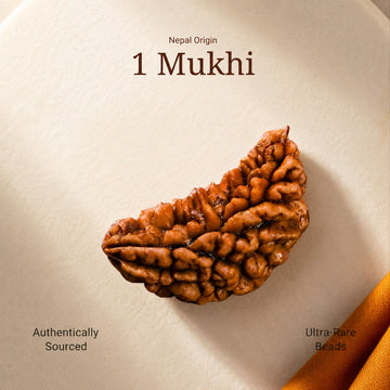 1 Mukhi Rudraksha |Nepal Origin | Lab Certified - 1