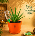 Aloe Vera — Ghrit Kumari घृत कुमारी (Aloe barbadensis)