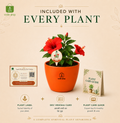 Hibiscus — Gudhal गुड़हल · Hibiscus rosa-sinensis