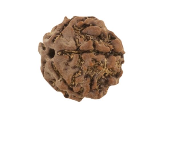 5 Mukhi Rudraksha (Five Face)