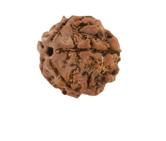 5 Mukhi Rudraksha (Five Face)