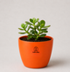 Jade Plant — Kubera's Treasure जेड प्लांट (Crassula ovata)