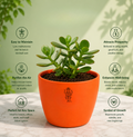 Jade Plant — Kubera's Treasure जेड प्लांट (Crassula ovata)