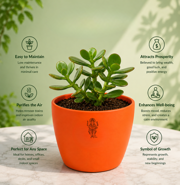 Jade Plant — Kubera's Treasure जेड प्लांट (Crassula ovata) - 3