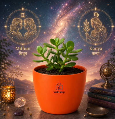 Jade Plant — Kubera's Treasure