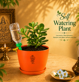 Jade Plant — Kubera's Treasure जेड प्लांट (Crassula ovata)
