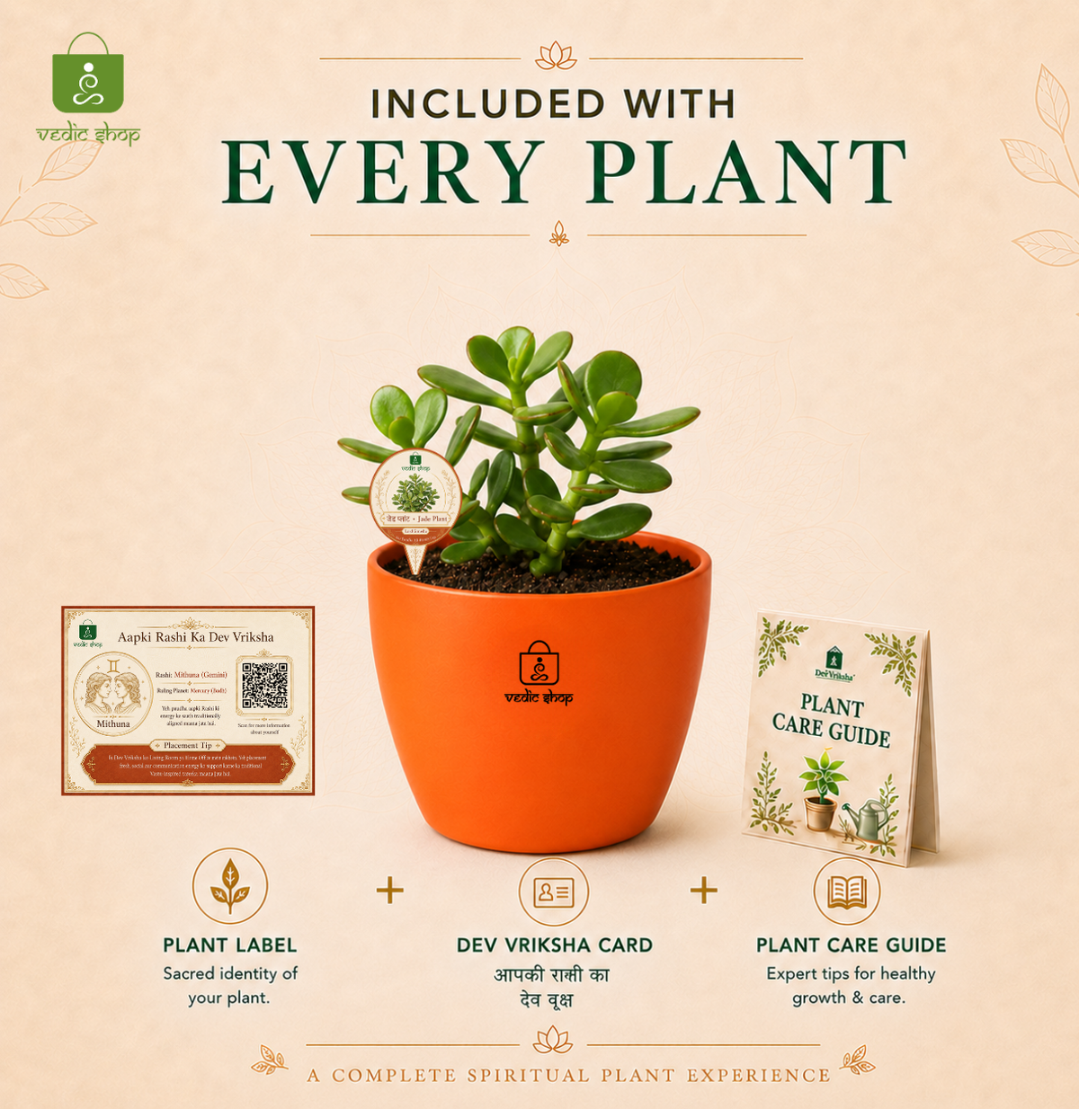 Jade Plant — Kubera's Treasure जेड प्लांट (Crassula ovata)