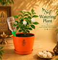 Jasmine — Mogra / Chameli मोगरा / चमेली (Jasminum sambac)