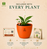 Peace Lily — Shanti Lily शांति लिली (Spathiphyllum spp.)