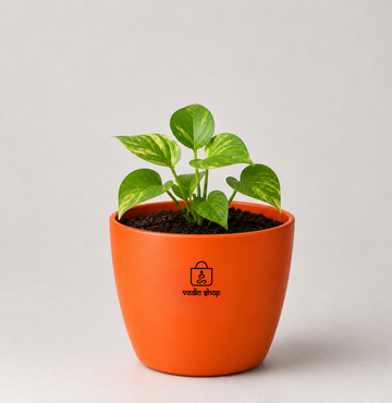 Money Plant मनी प्लांट (Epipremnum aureum) - 1