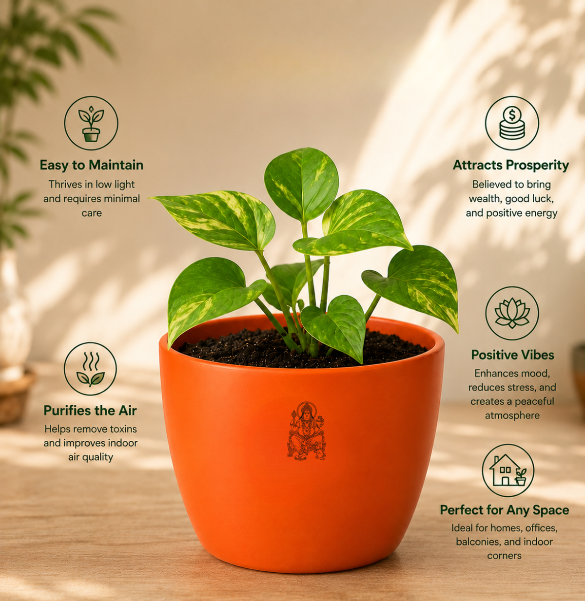 Money Plant मनी प्लांट (Epipremnum aureum)