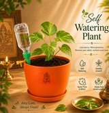 Money Plant मनी प्लांट (Epipremnum aureum)