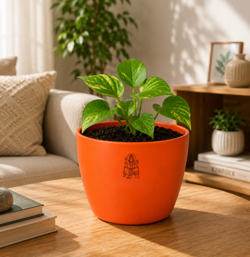 Money Plant मनी प्लांट (Epipremnum aureum) - 2