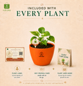 Money Plant मनी प्लांट (Epipremnum aureum)