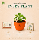Money Plant मनी प्लांट (Epipremnum aureum)