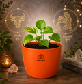 Money Plant मनी प्लांट (Epipremnum aureum)