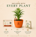 Areca Palm — Sone Ki Hatheli सोने की हथेली (Dypsis lutescens)