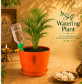 Areca Palm — Sone Ki Hatheli सोने की हथेली (Dypsis lutescens)