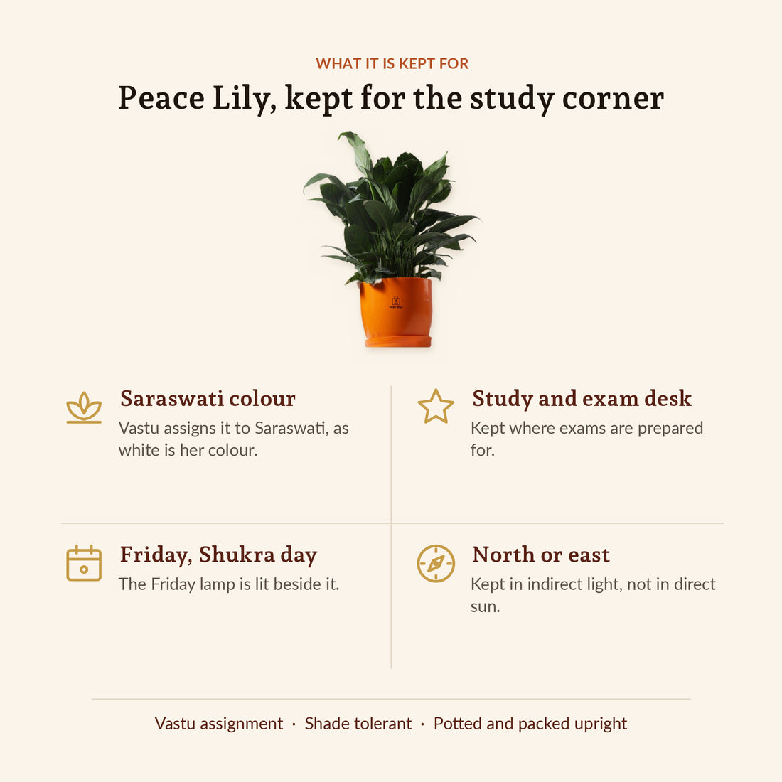 Peace Lily, what it is kept for
