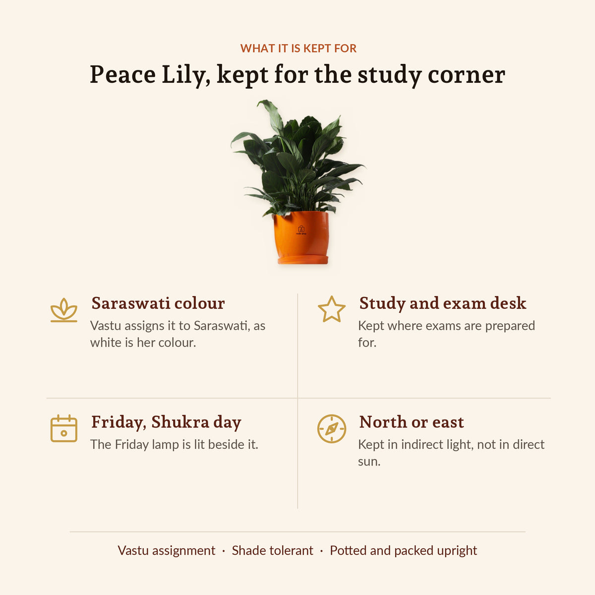 Peace Lily, what it is kept for
