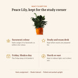 Peace Lily, what it is kept for