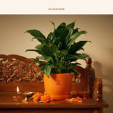 Peace Lily, in use