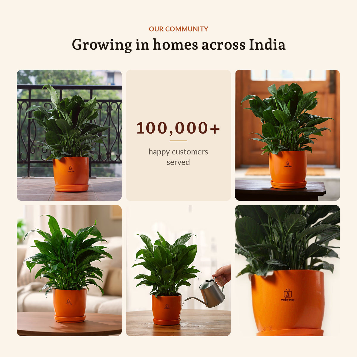 Peace Lily, growing in homes across India