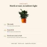 Peace Lily, where to keep it
