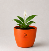 Peace Lily — Shanti Lily शांति लिली (Spathiphyllum spp.)
