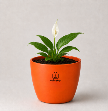 Peace Lily — Shanti Lily शांति लिली (Spathiphyllum spp.) - 1