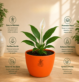 Peace Lily — Shanti Lily शांति लिली (Spathiphyllum spp.)