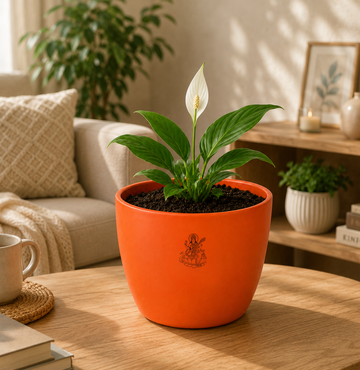 Peace Lily — Shanti Lily शांति लिली (Spathiphyllum spp.) - 3