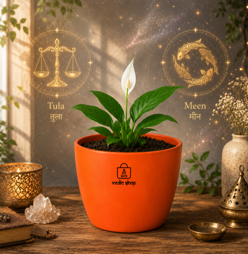 Peace Lily — Shanti Lily शांति लिली (Spathiphyllum spp.) - 2