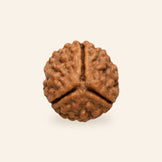 3 Mukhi Rudraksha (Nepal Origin, Lab Certified)