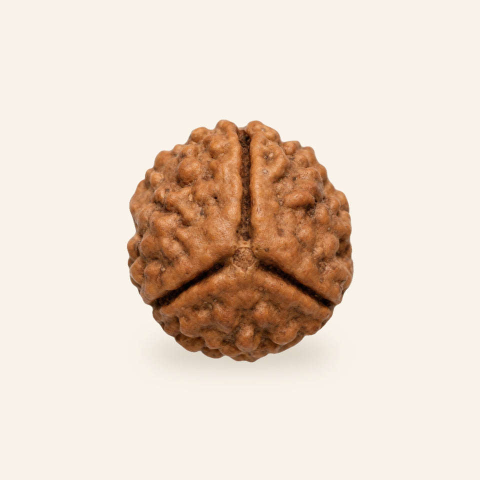3 Mukhi Rudraksha (Nepal Origin, Lab Certified)