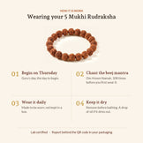 5 Mukhi Rudraksha Bracelet, how it is worn