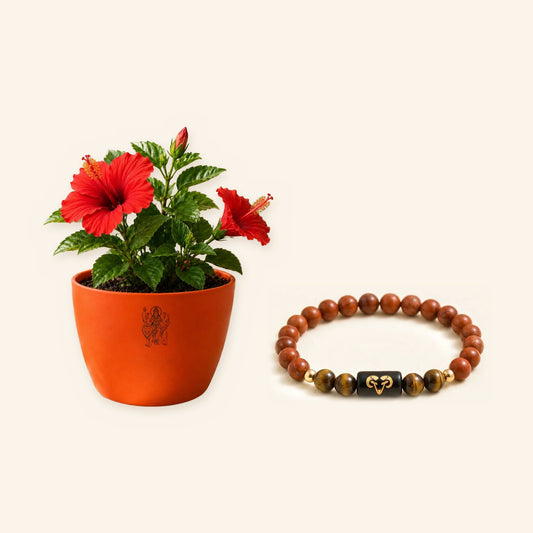 Aries Victory Combo: Hibiscus Plant and Zodiac Bracelet